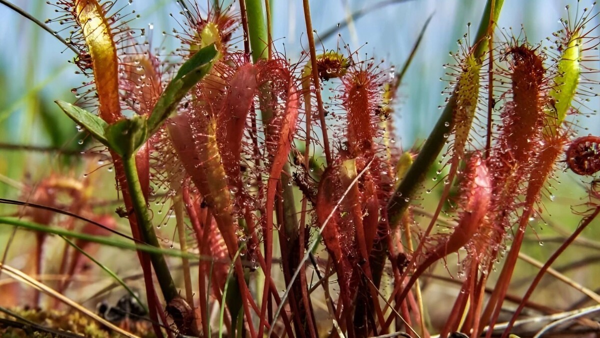     Источник: Пресс-служба Магаданского заповедника