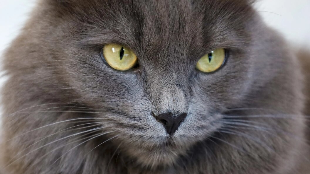    Фото: Elena Mayorova/Globallookpress