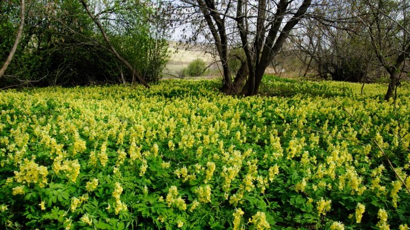     Нацпарк «Салаир» Дмитрий Лямзин