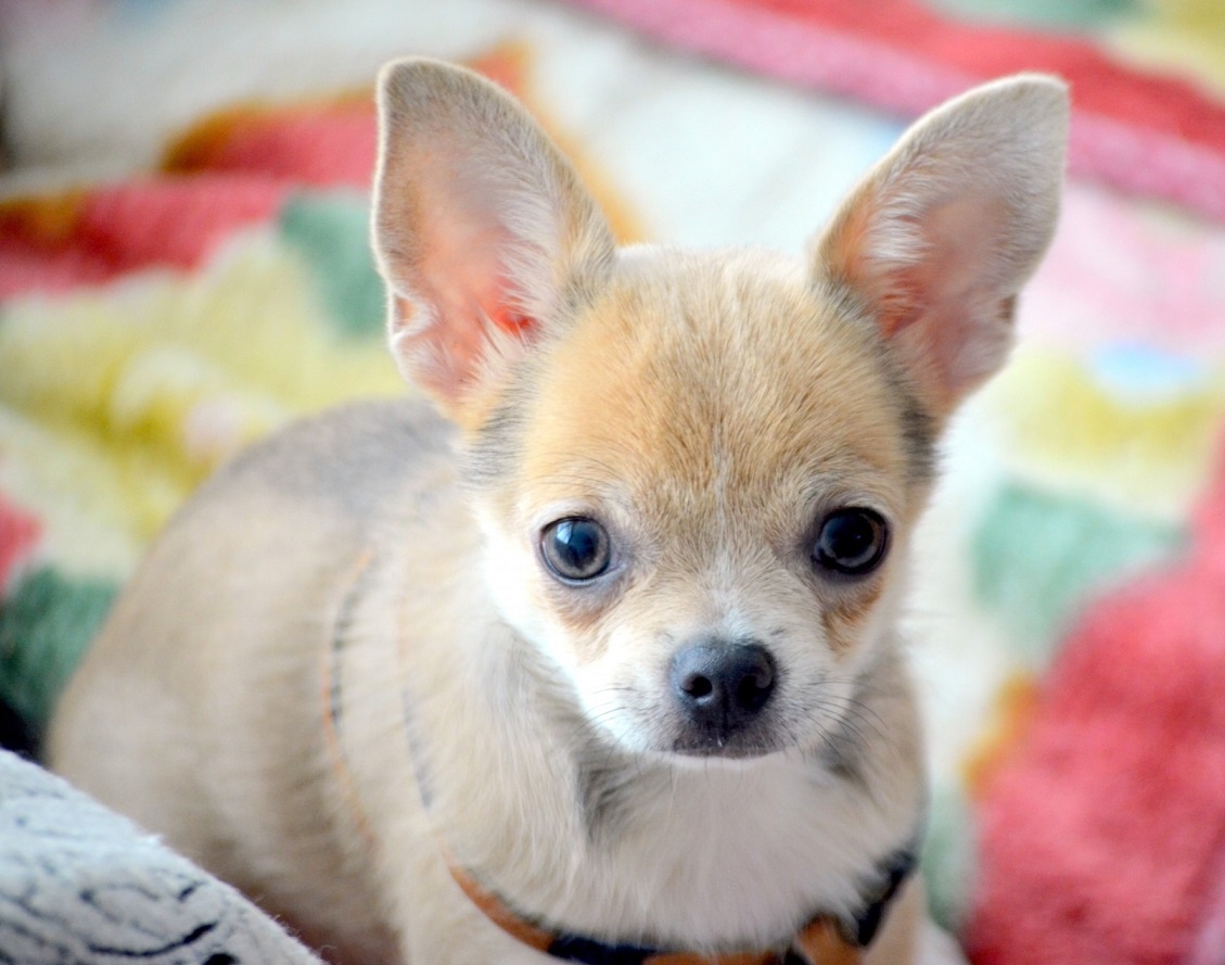 -Надо быстрее расти!