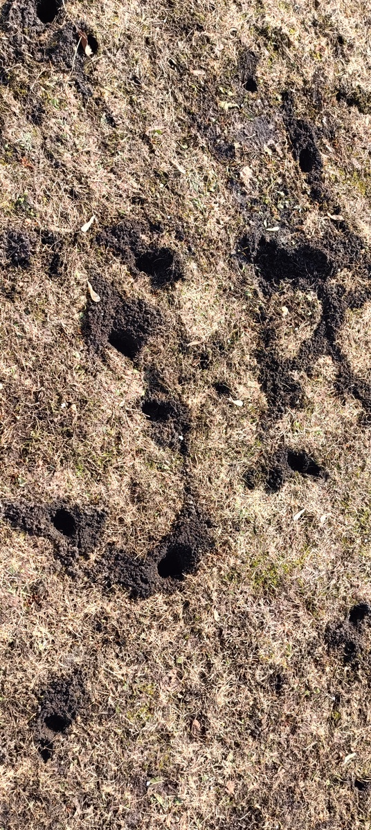 Мышиные норы. Фото автора.