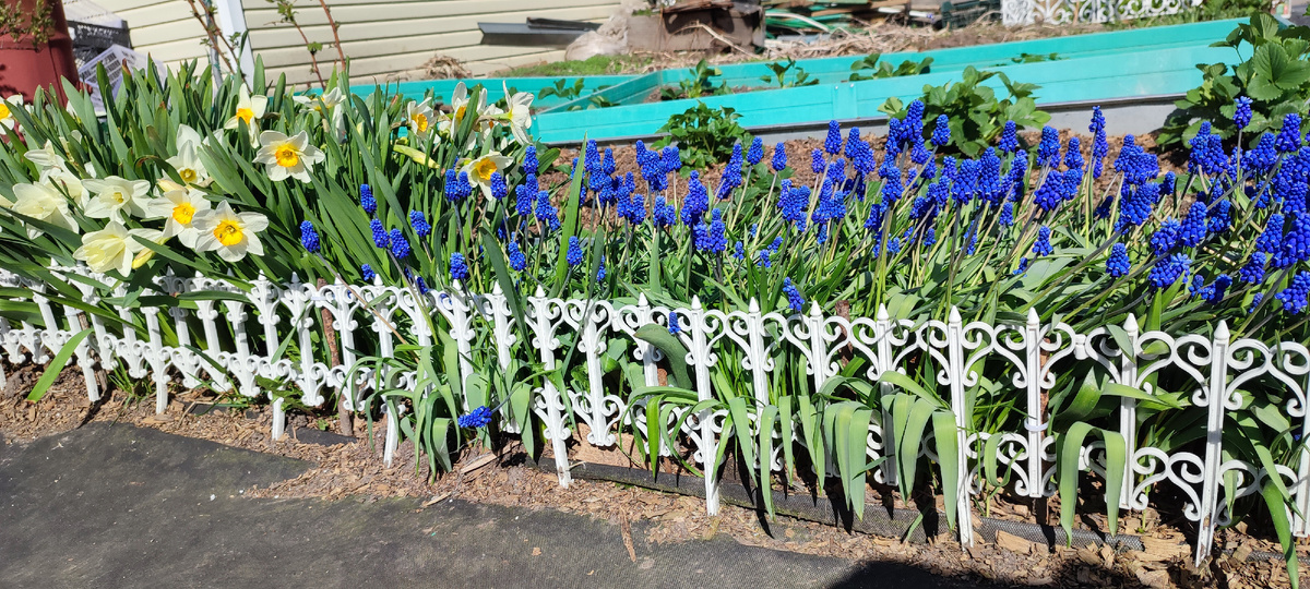Мой мини цветочный уголок на огороде