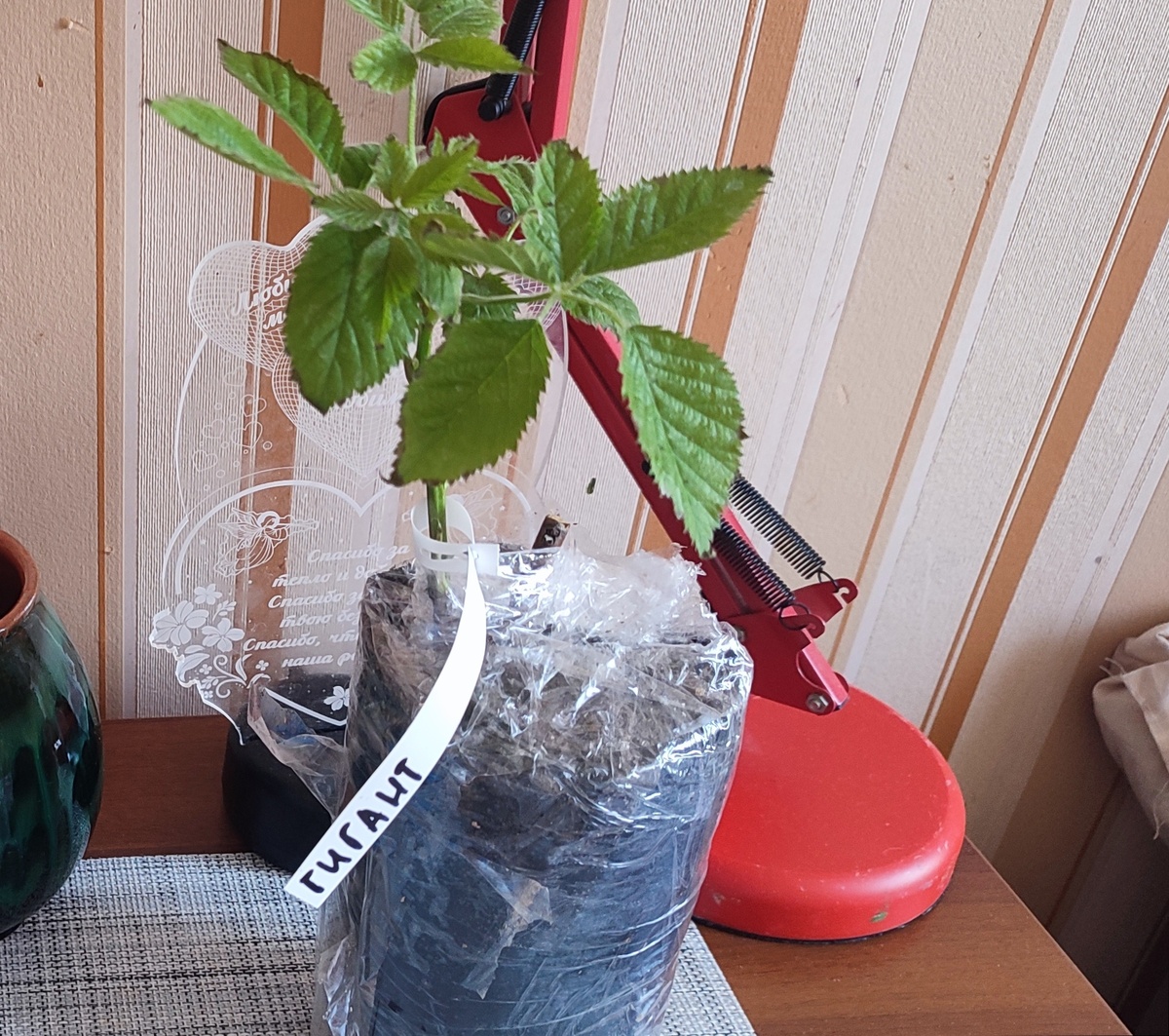 Саженец не плохой. Корневая система почти приличная, смутило только наличие сухих краёв у листьев... Может это конечно последствия транспортировки, а может быть и что-то грибковое. 