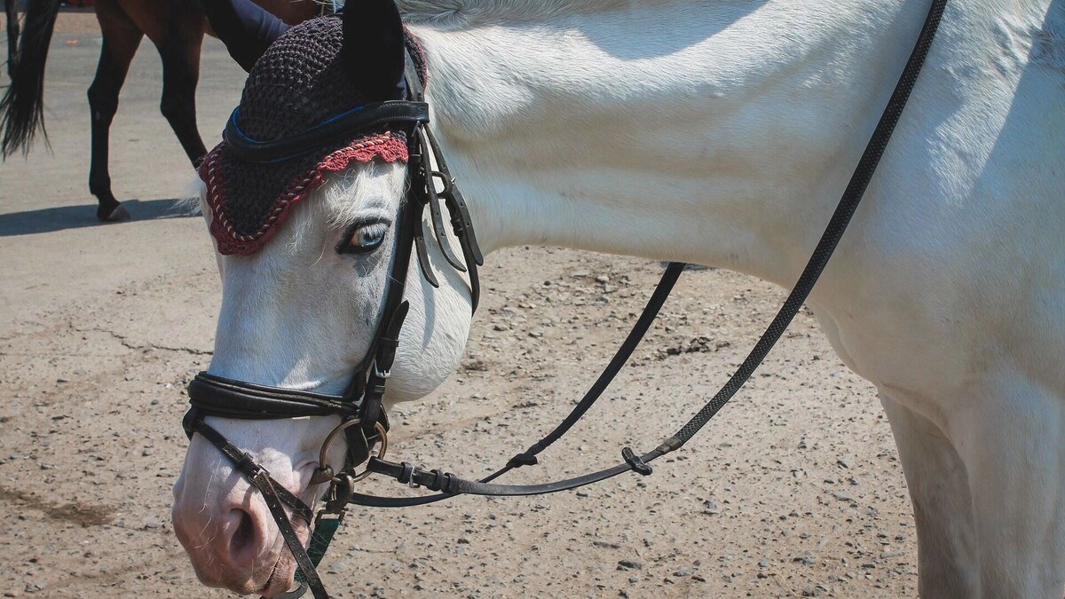     Автор: Яна Бешевая Источник: 1MI