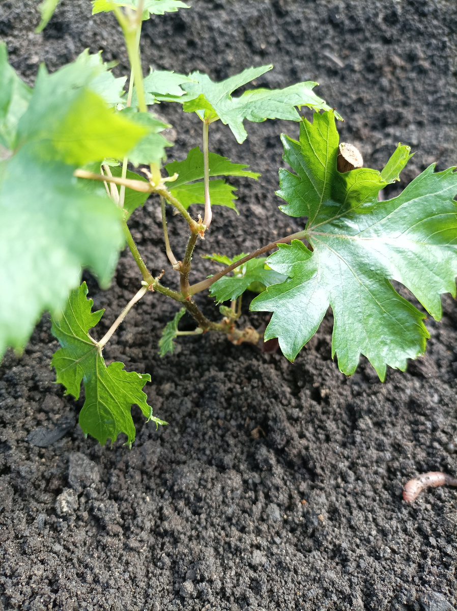 Первый куст в 2025г.