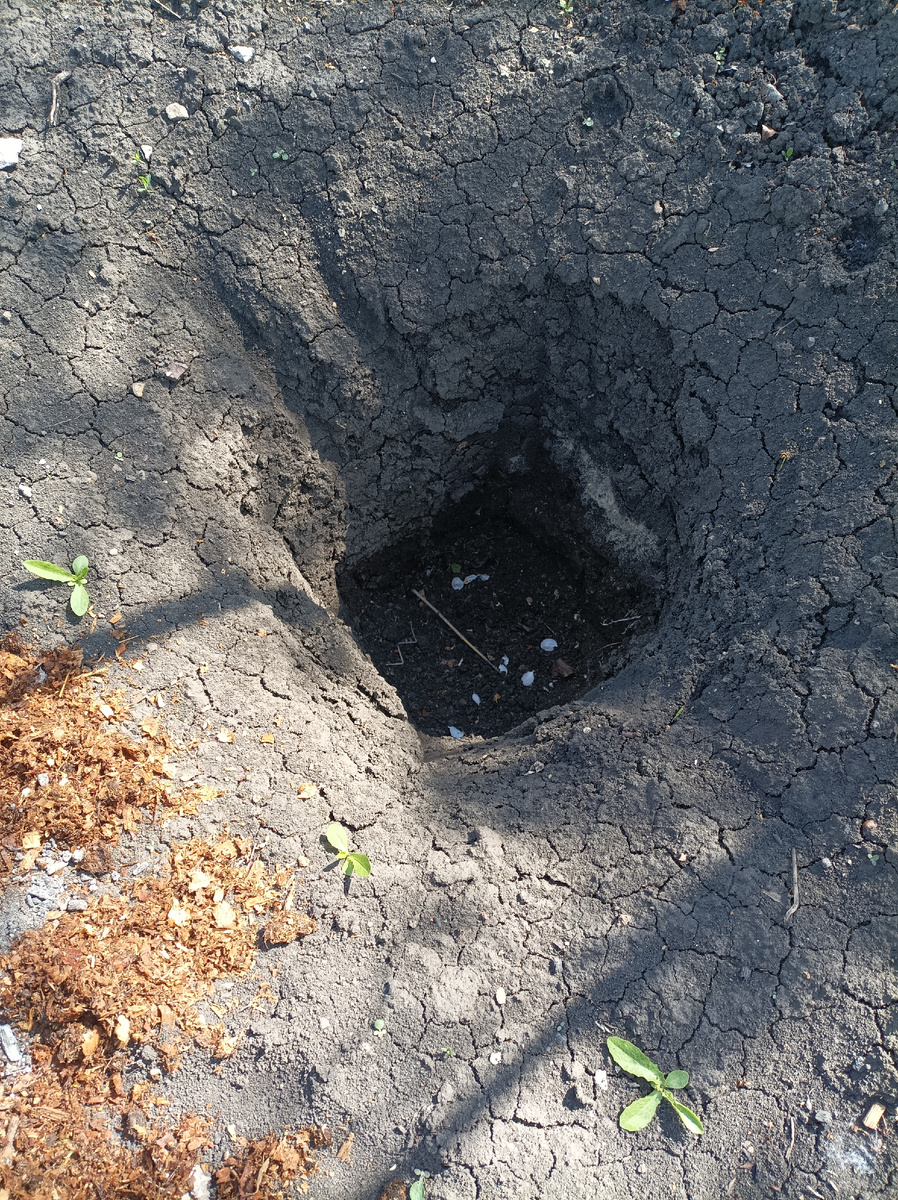 Яма под саженец