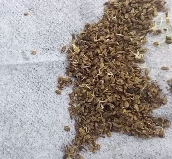 Семена проросли 