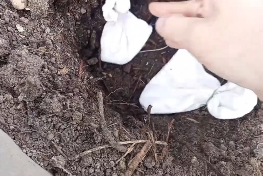 Закапывала мешочки с семенами на неделю