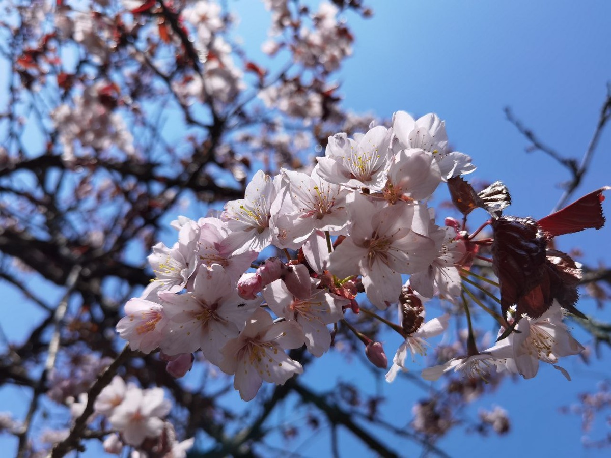 Остатки японского сада сакуры в Холмском районе.
