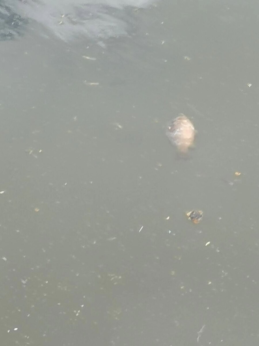     Источник: telegram-канал Главное Тобольск