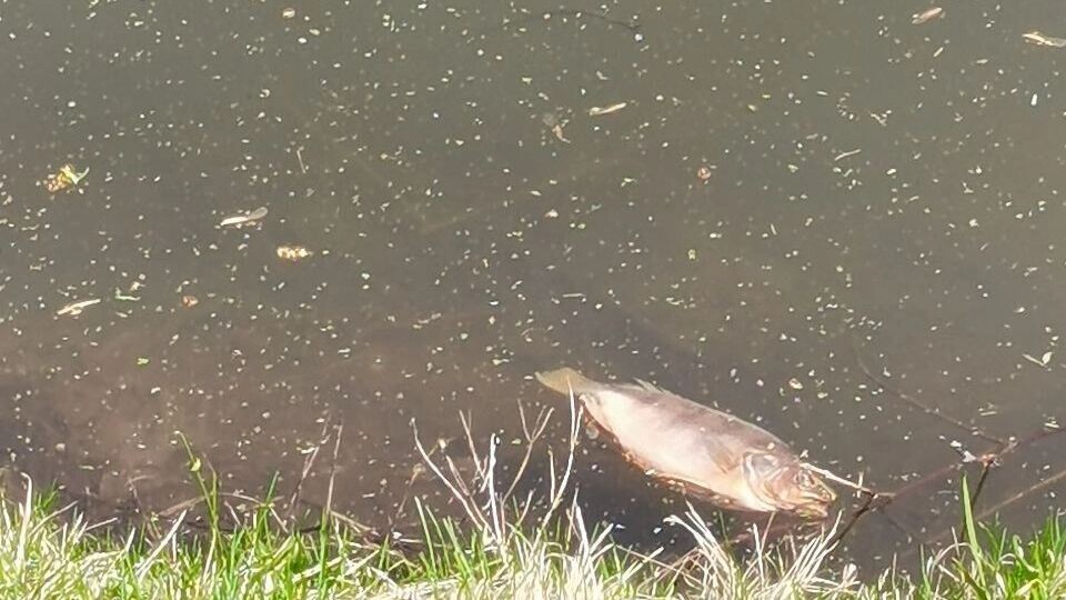     Источник: telegram-канал Главное Тобольск