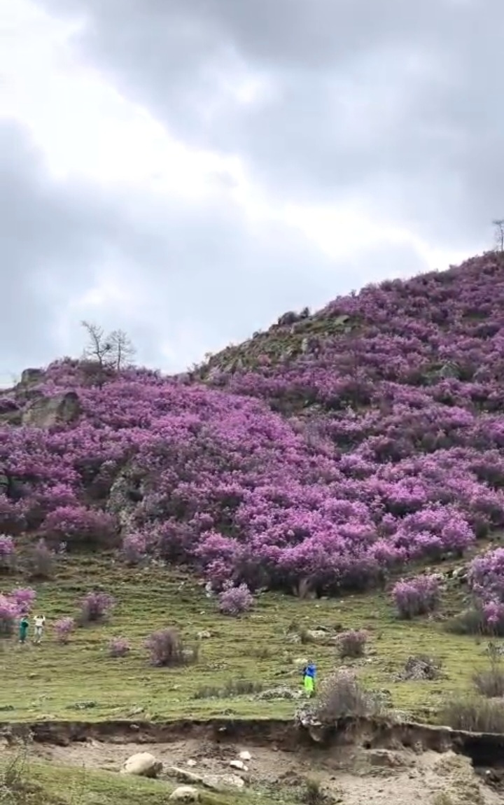 Цветение маральника в Горном Алтае 