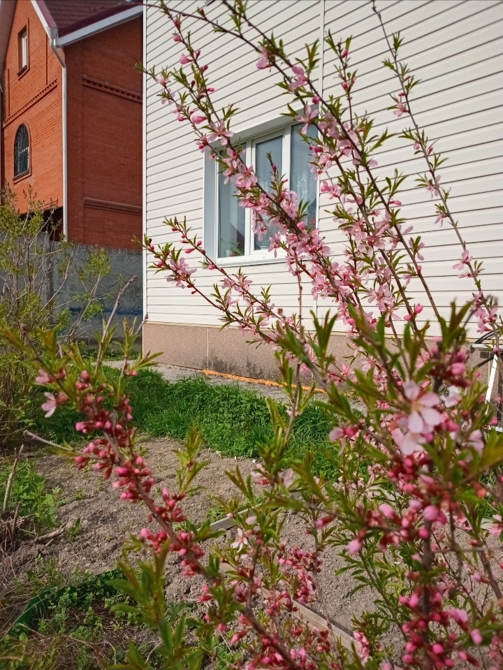 Цветёт миндаль