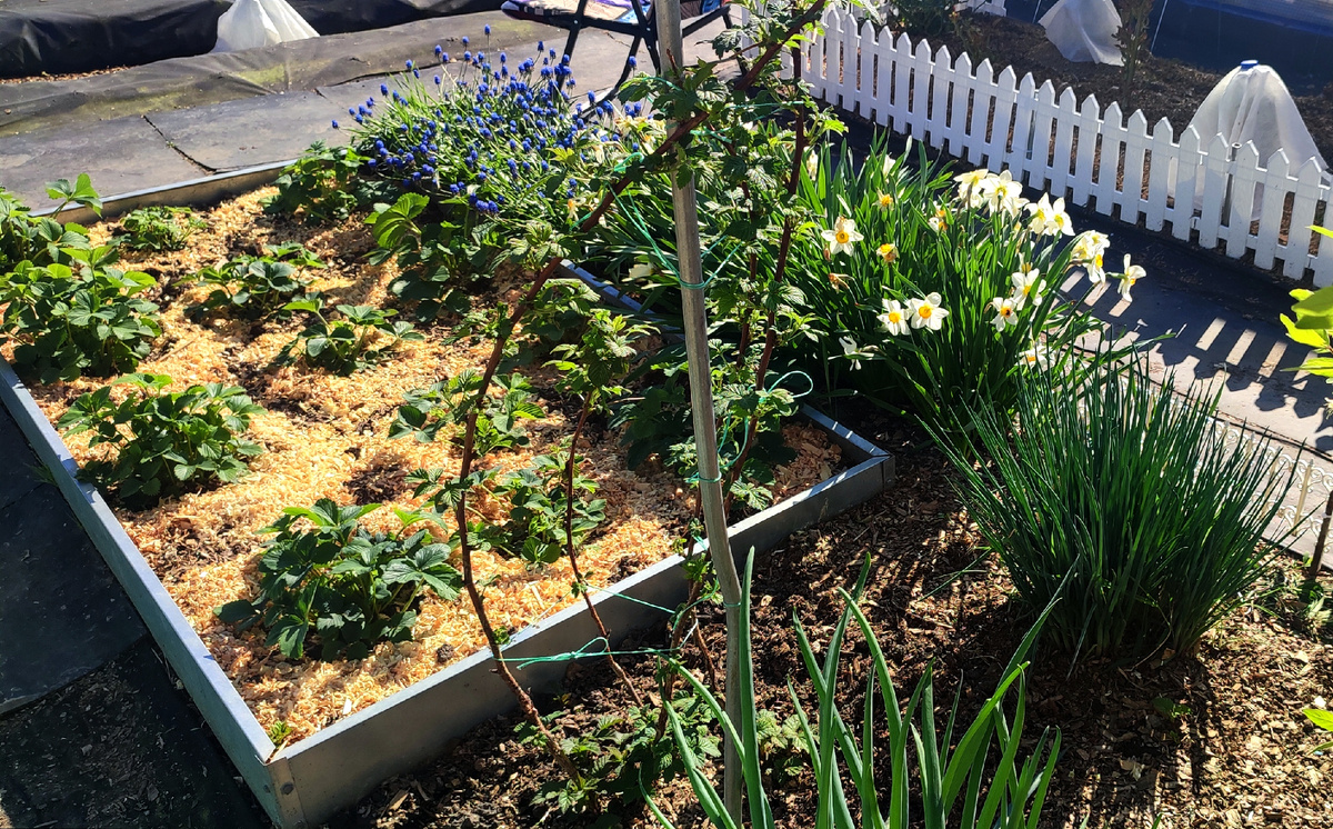 Этот кустик совсем не большой, я его покупала прошлым летом. 