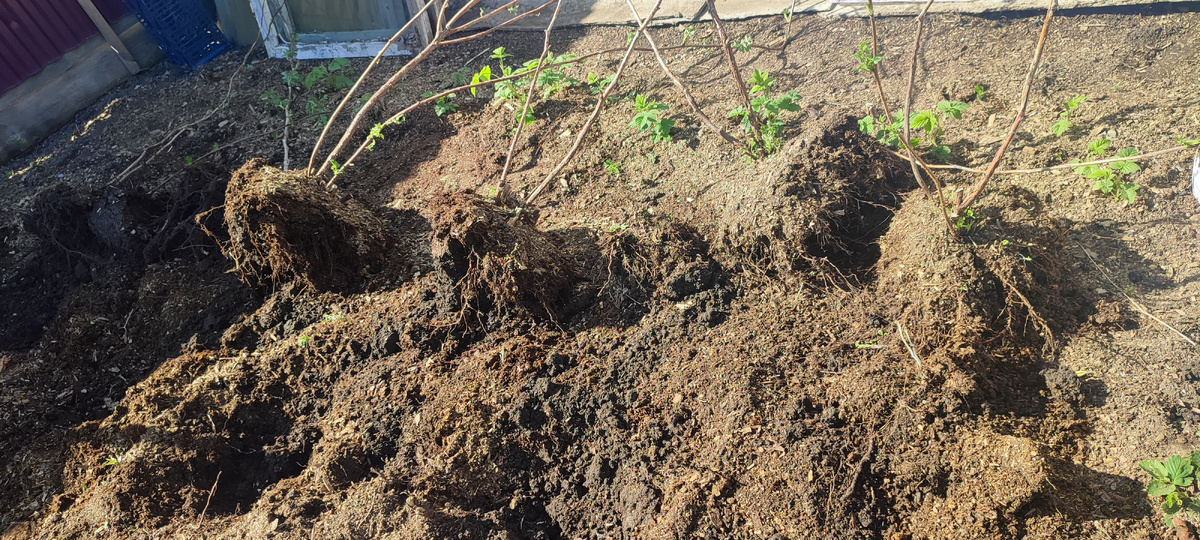 Глядя на такую корневую систему и не скажешь что она больная... 