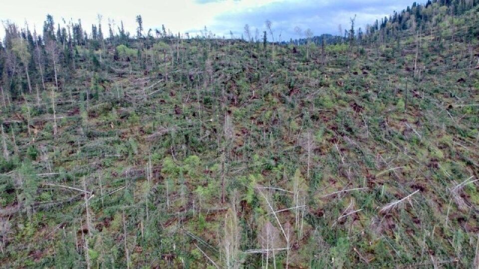    Последствия мощного урагана в Турочакском районе Республики Алтай. Источник: Опубликовано в телеграм-канале "Криминал / ДТП / ЧП / и т. п."
