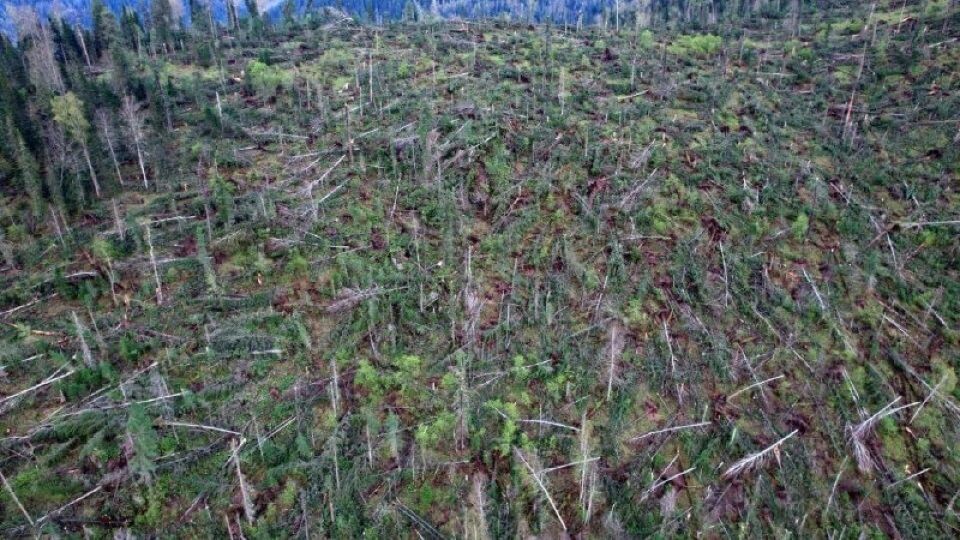    Последствия мощного урагана в Турочакском районе Республики Алтай. Источник: Опубликовано в телеграм-канале "Криминал / ДТП / ЧП / и т. п."