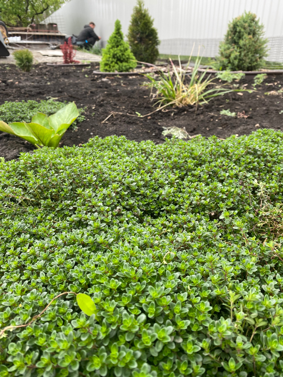 На фоне лужайки из лимонника муж делает защиту от котов