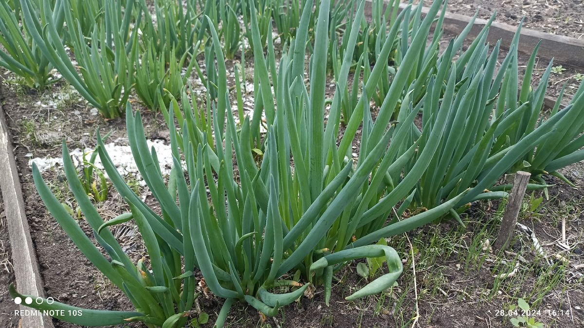 Лук-батун. 28.04.2024 года. Фото автора.