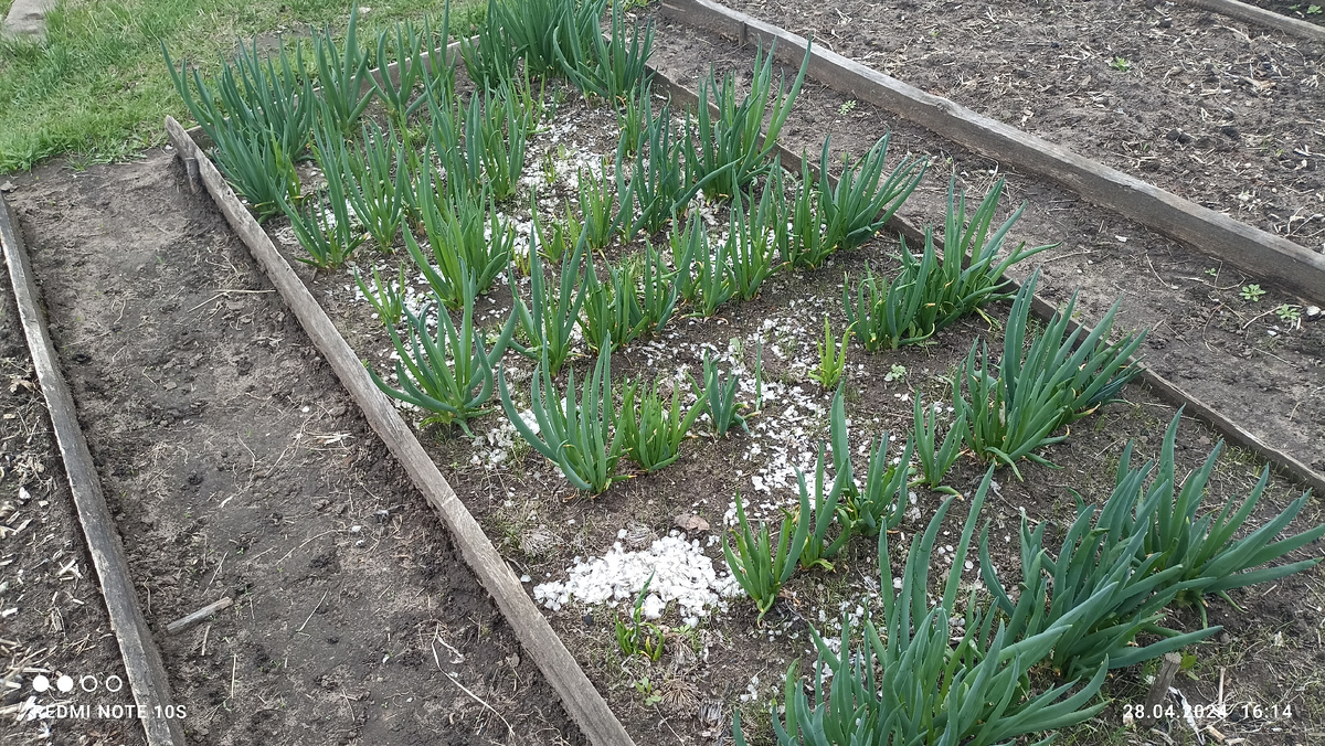 Лук-батун - наш первый лук в апреле.  28.04.2024 года. Фото автора.