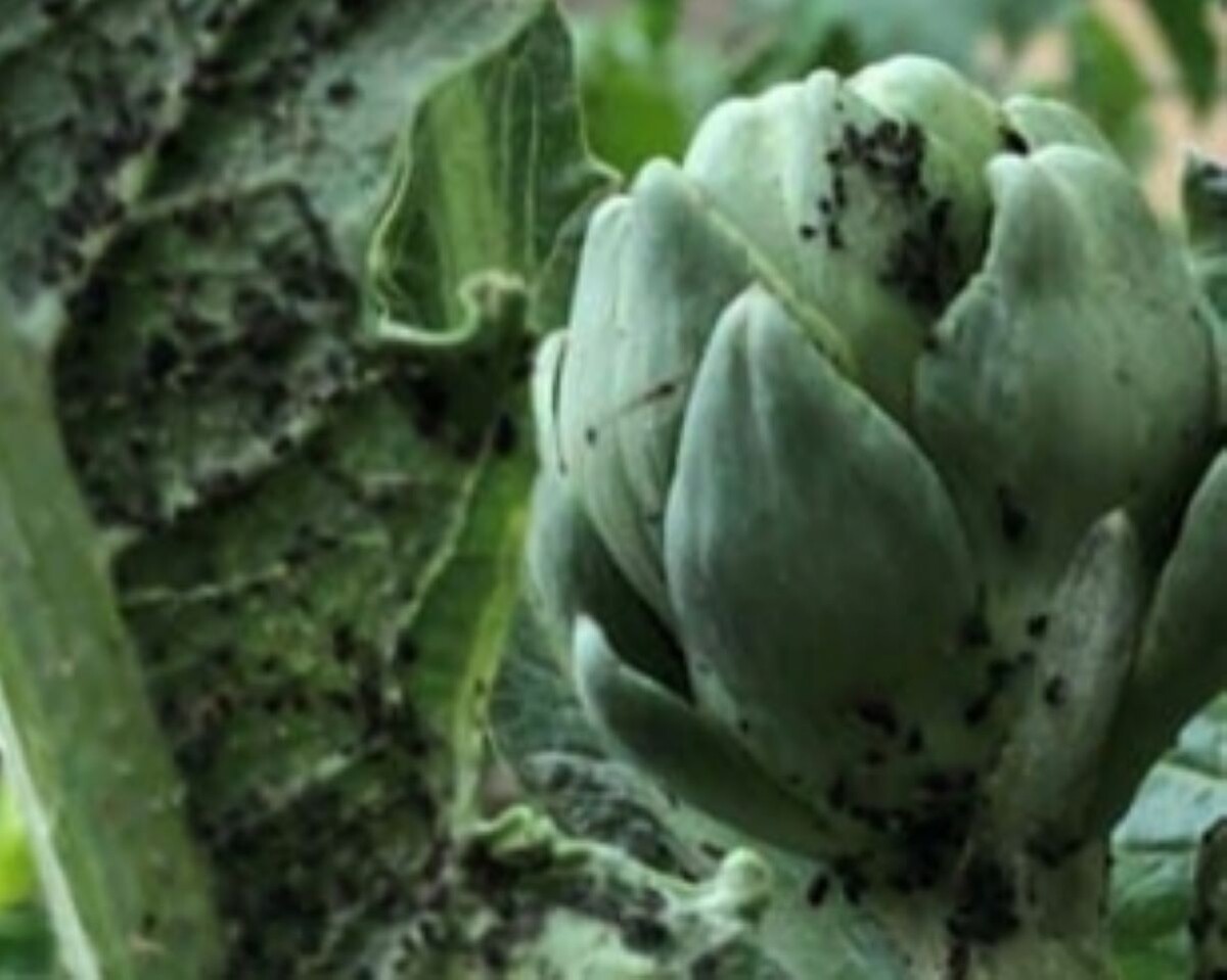 Тля на артишоке. Фото автора канала Дом с кипарисами