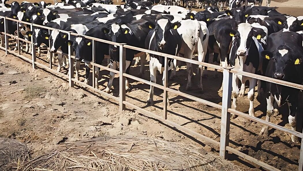     Источник: 1MI