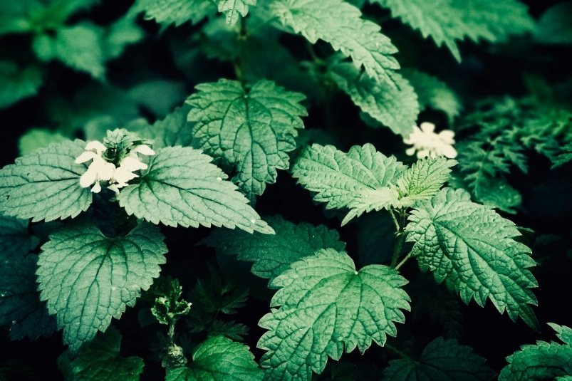 Крапива
Фото: unsplash.com