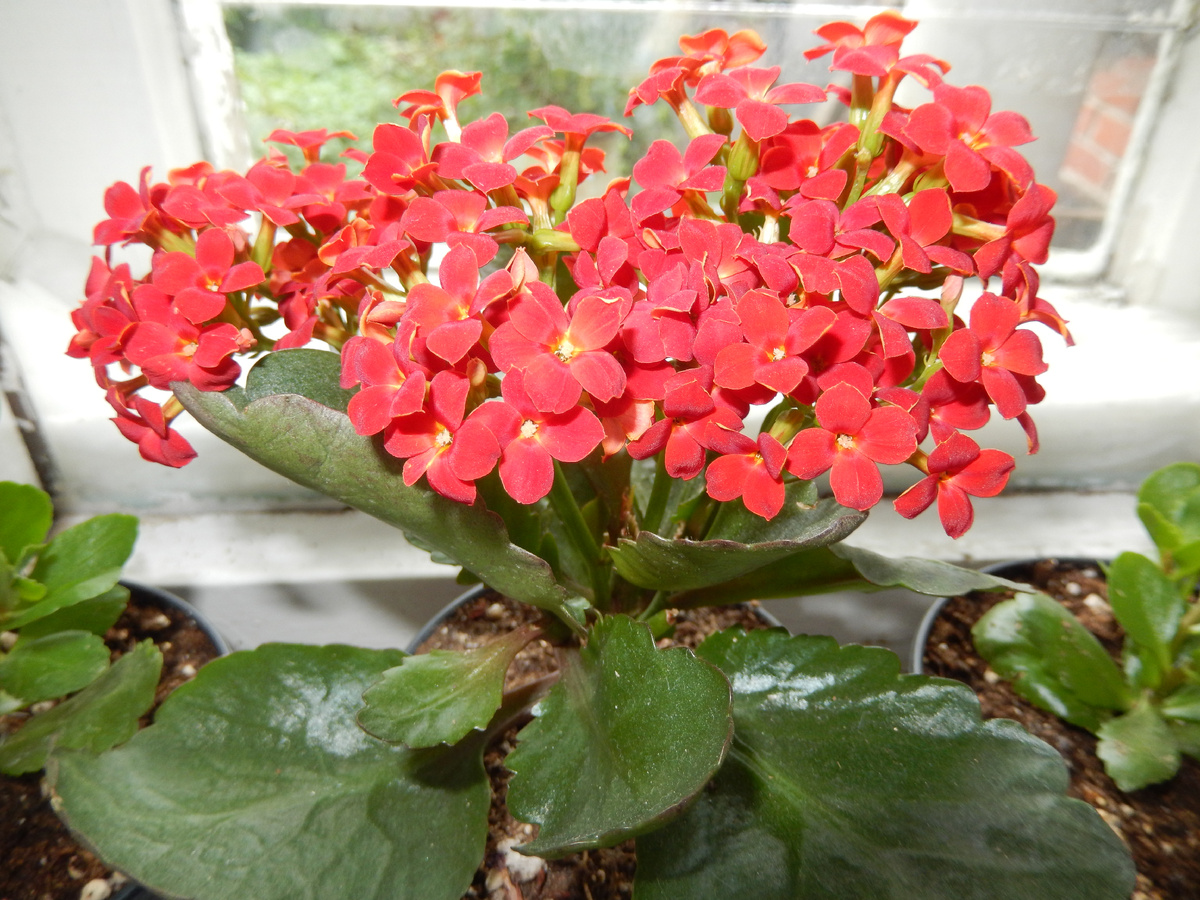 фото автора   Каланхоэ