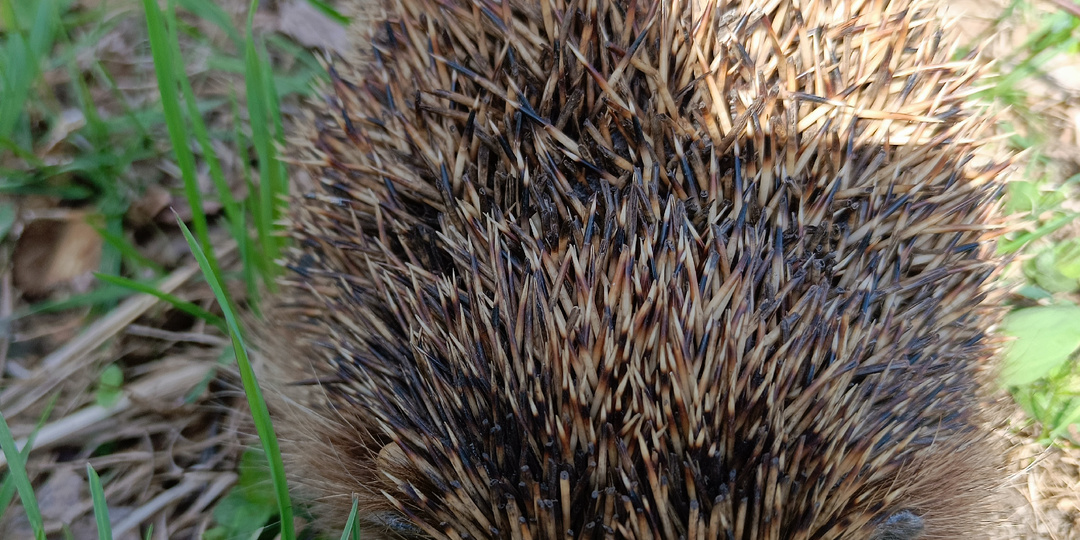 Необычная встреча.