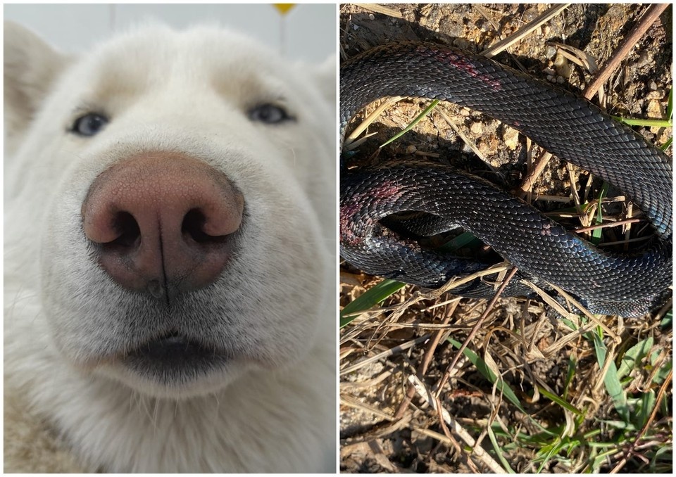    Змея пробралась на территорию частного участка. Фото: Екатерина Михайлова.