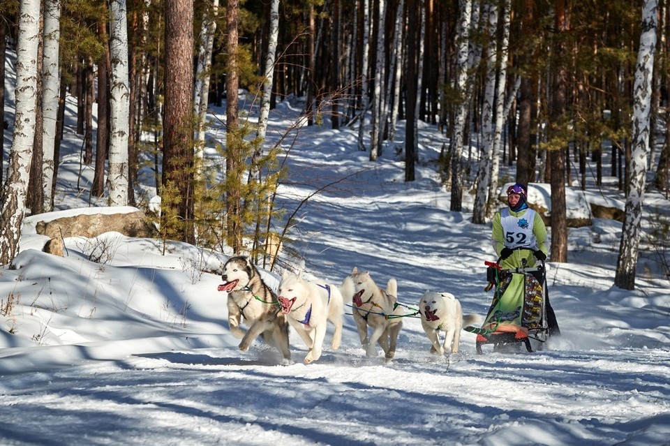    Эстер вместе с другими собаками в семье Екатерины занимается ездовым спортом. Фото: Алексей Ударцев.
