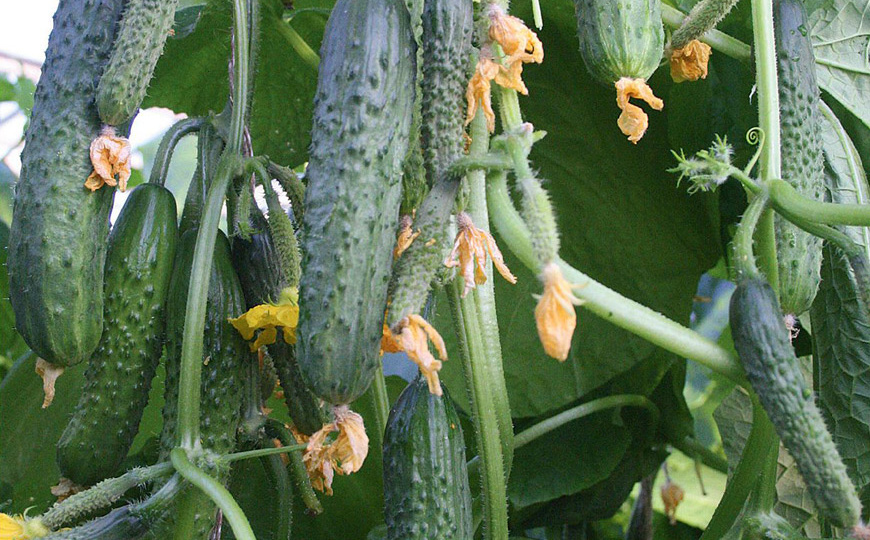 Как защитить огурцы от пожелтения