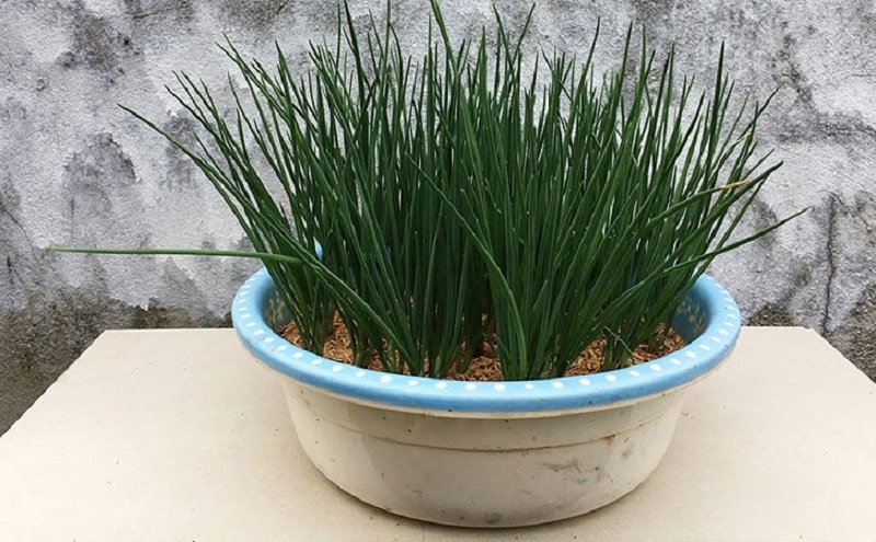 Зеленый лук за две недели: открываем секрет быстрого урожая