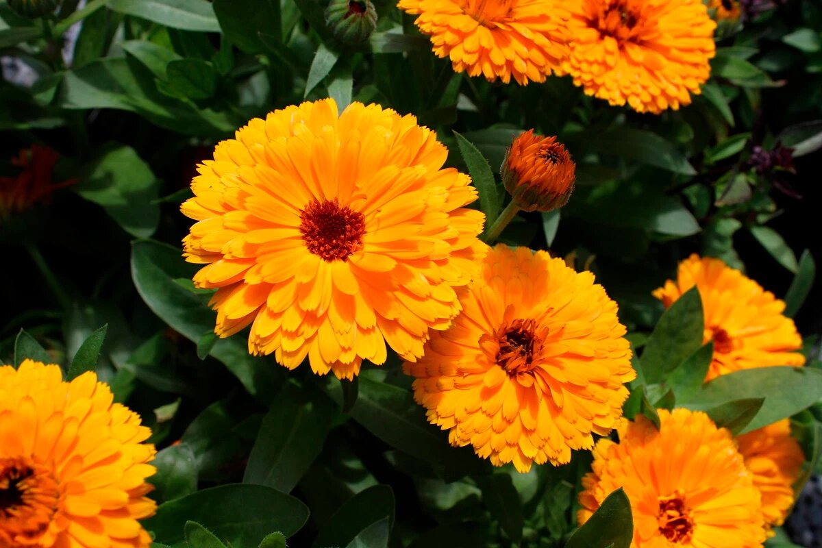    Фото: Araneel / Pixabay.com