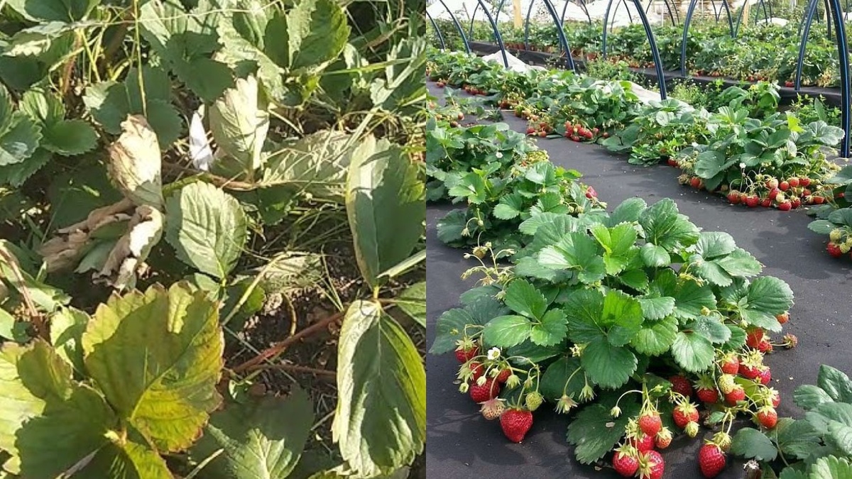 Моя клубника в начале лета. Справа грядка под материалом - чистая, с крупными ягодами. Слева обычная грядка - в сорняках, ягод почти не видно