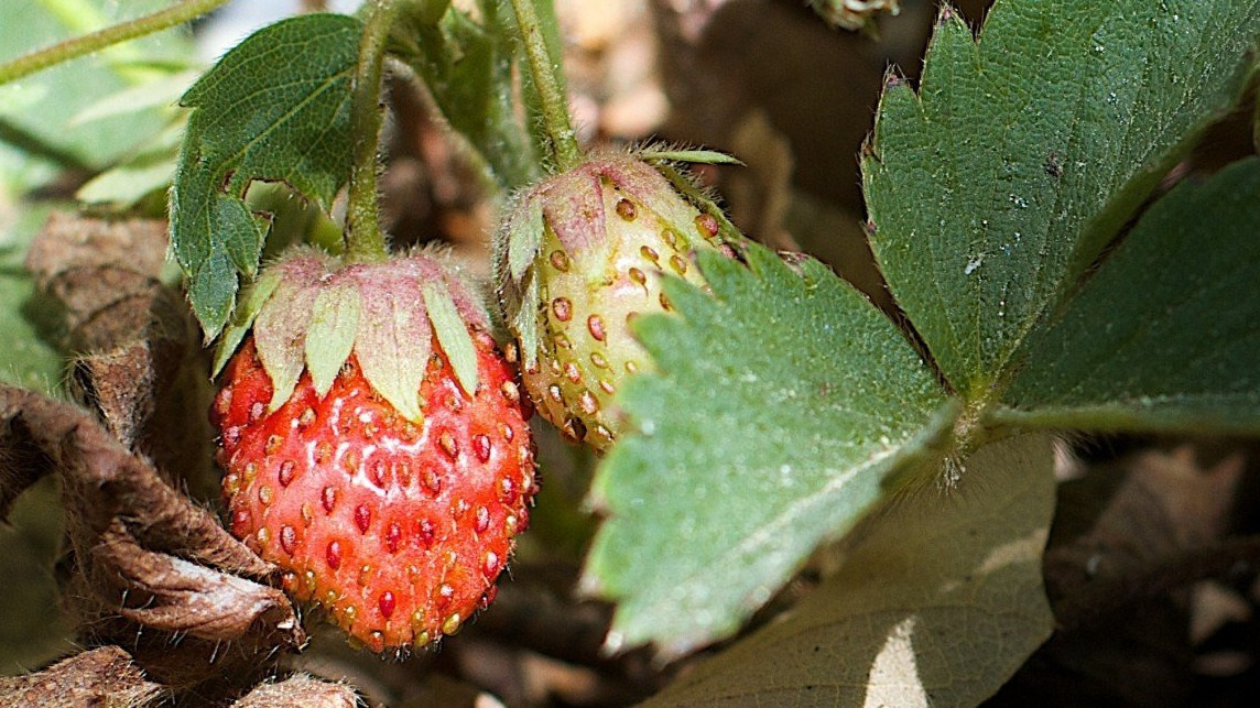 На обычных грядках каждая пятая ягода повреждается болезнями или вредителями
