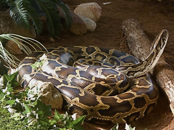 Тигровый питон (лат. Python molurus) — крупная неядовитая змея из рода настоящих питонов.