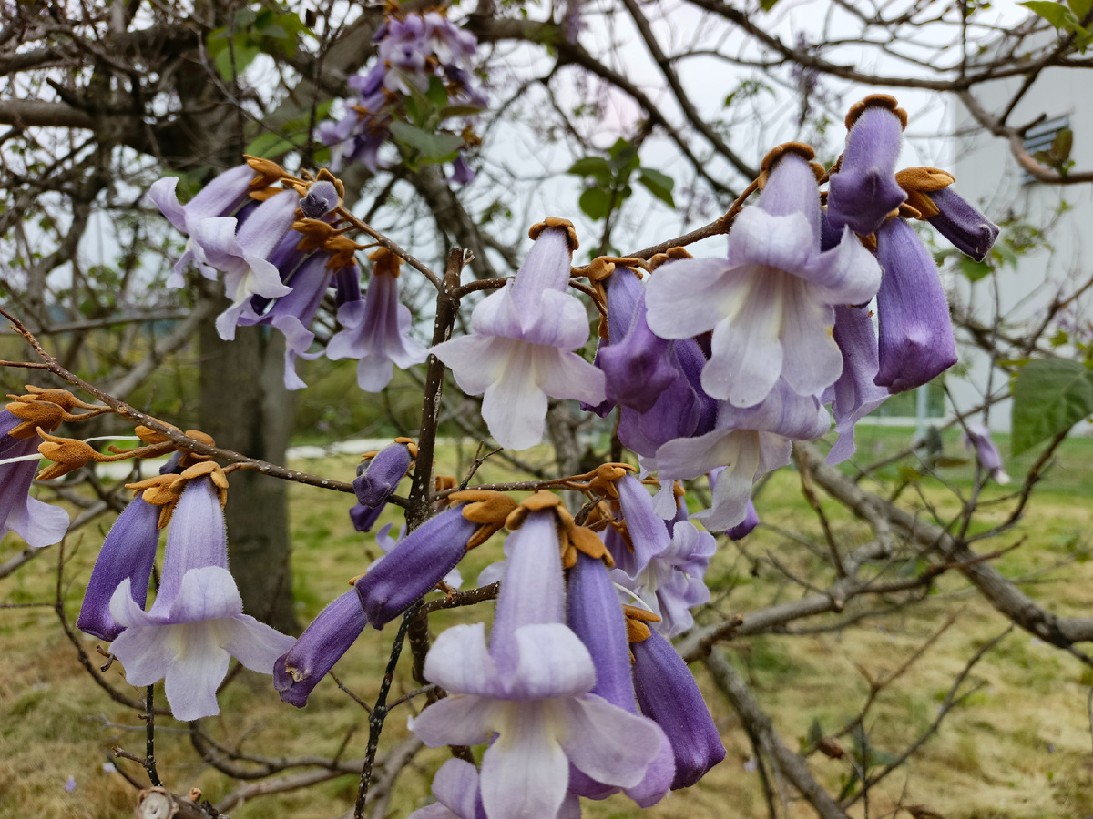 ФТ Сириус, 6-ой кластер Орнитологического парка, Павловния войлочная, май 2025 г.