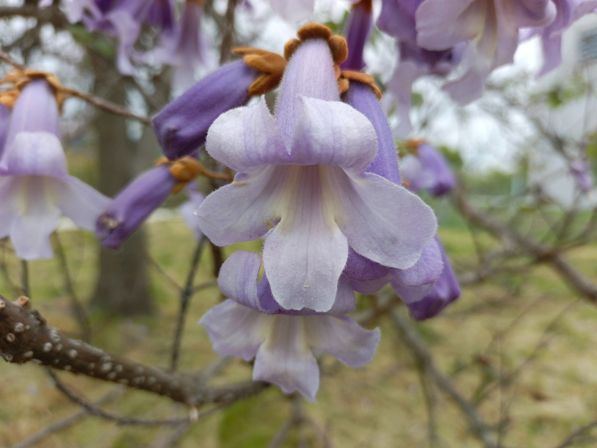 ФТ Сириус, 6-ой кластер Орнитологического парка, Павловния войлочная, май 2025 г.