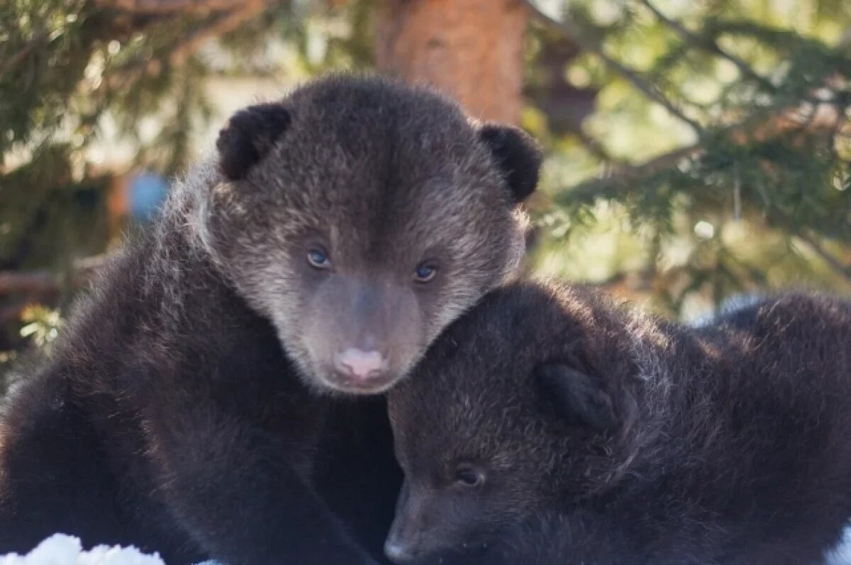    В Перми заметили медвежонка, гуляющего по улицам частного сектора