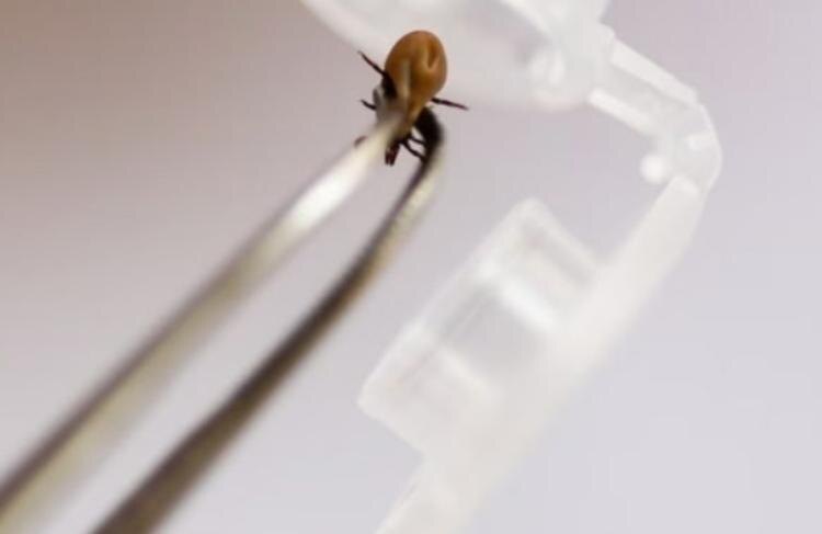    Фото - управление Роспотребнадзора по Новосибирской области