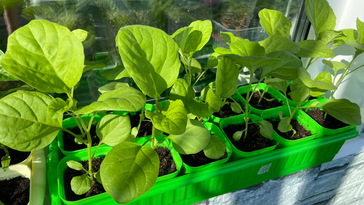 Баклажан Алмаз, самый лучший для меня сорт