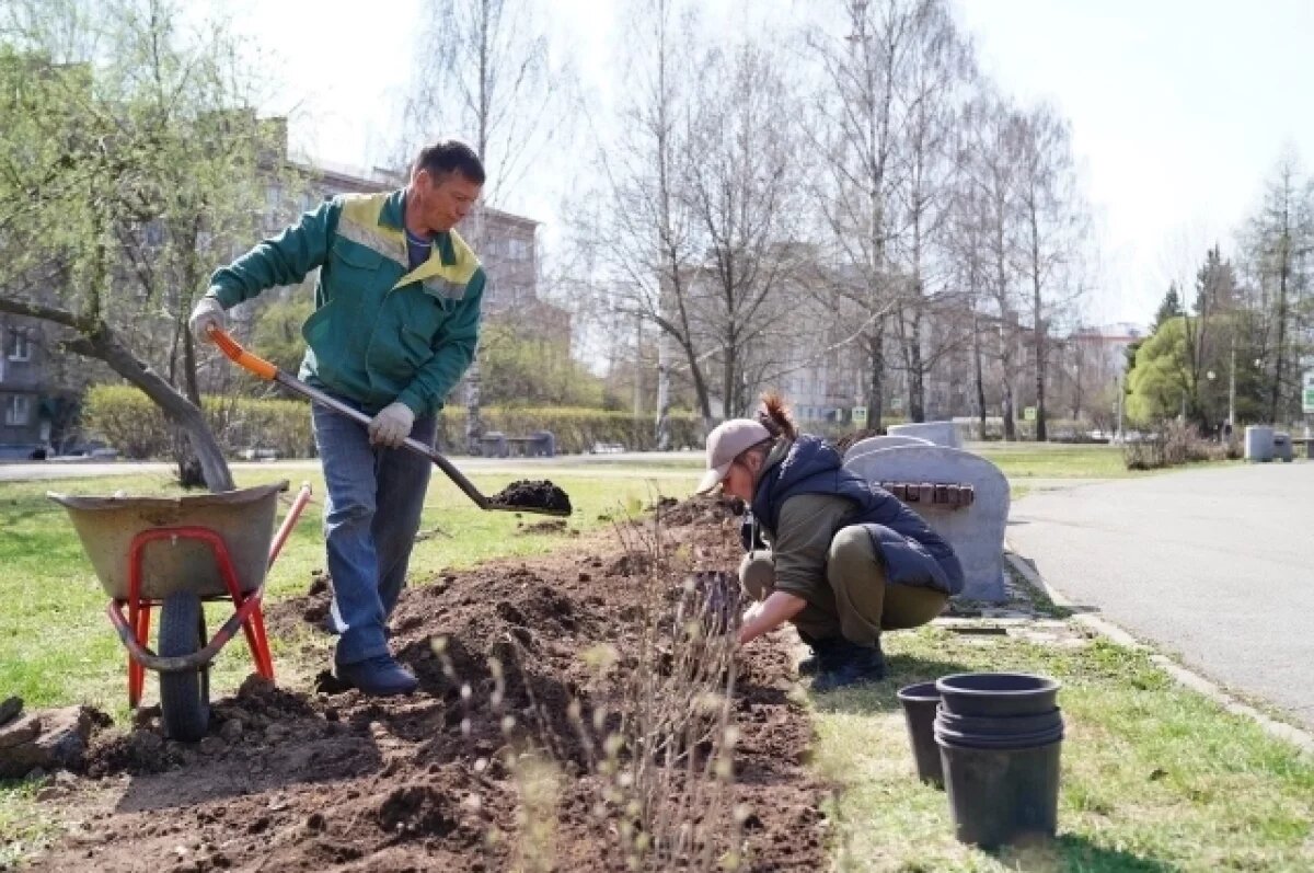    Предельный возраст деревьев в условиях агрессивной городской среды составляет 60-70 лет