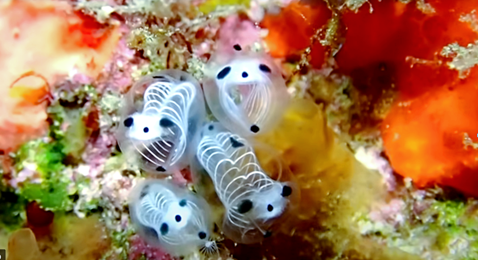 Лат. Clavelina ossipandae