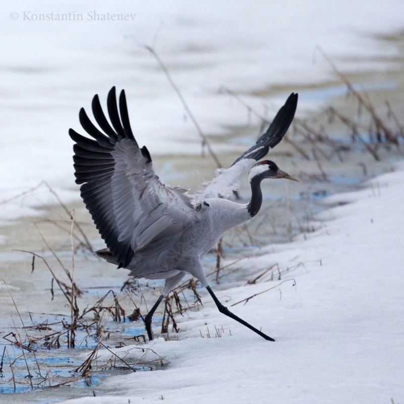    Фотограф показал песню верности серых журавлей в КарелииКонстантин Шатенев / сообщество "Живу в Карелии"