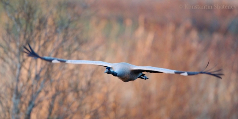    Фотограф показал песню верности серых журавлей в КарелииКонстантин Шатенев / сообщество "Живу в Карелии"