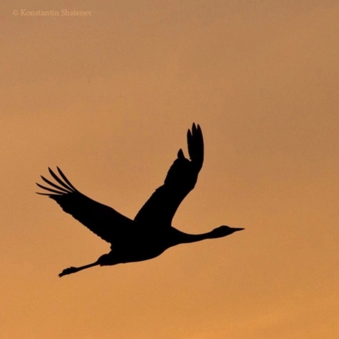    Фотограф показал песню верности серых журавлей в КарелииКонстантин Шатенев / сообщество "Живу в Карелии"