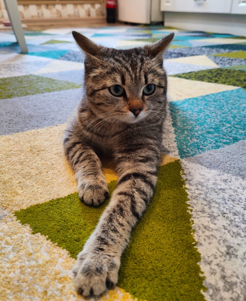 Девчонка у всех соседей побывала в гостях😁 Бесстрашная😺