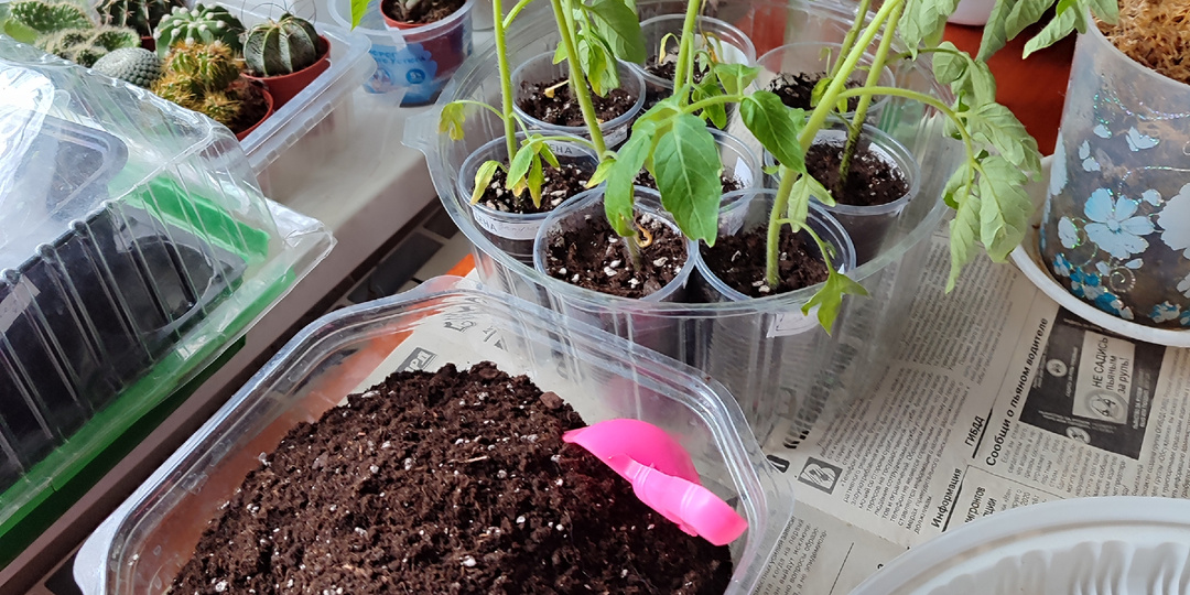 Дела текущие, рассадно-посадные