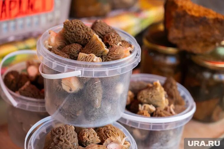 Челябинцы делятся в соцсетях урожаем первых грибов. Фото: Руслан Яроцкий © URA.RU